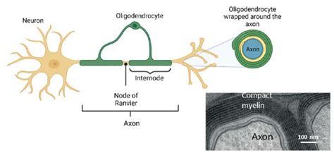 Myelinated axon in the central nervous system. | Download Scientific Diagram