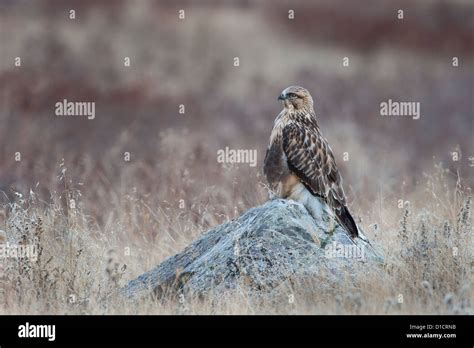 Boulder Montana Usa Hi Res Stock Photography And Images Alamy