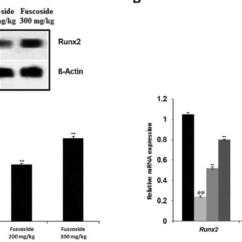 Effect Of Fuscoside On The Rankl Nlrp3 Opg Pathway In Tibial Tissue Of