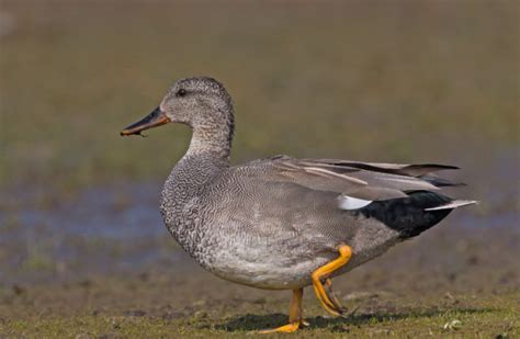 41 Types of Ducks in Florida (Pictures and Identification)