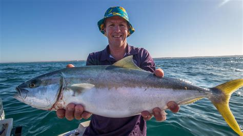 The Hunt For Yellowtail Kingfish In Shallow Water Fishing Western