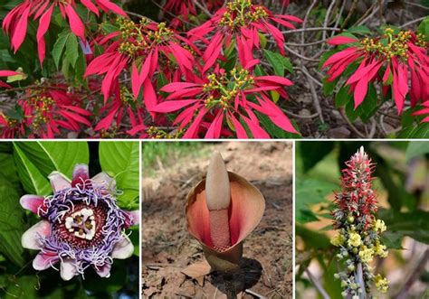 百花绚烂的背后—植物的性 Sex Of Plants The Art Of Flowers 知乎