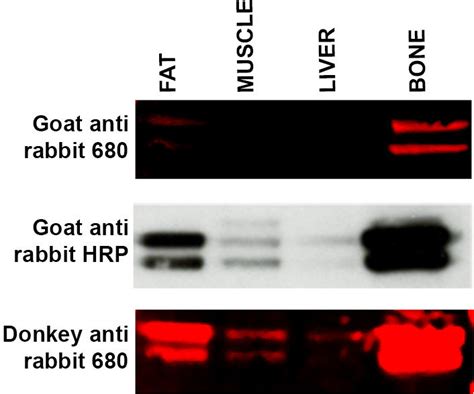 Troubleshooting secondary antibody specificity. Western blot of a range... | Download Scientific ...