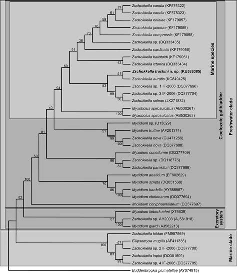 Phylogenetic Tree Resulting From Neighbour Joining Analysis Including