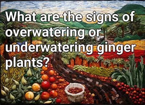 What Are The Signs Of Overwatering Or Underwatering Ginger Plants Agriculture Gov Capital