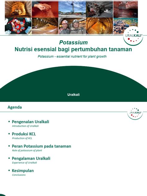 potassium nutrisi esensial bagi pertumbuhan tanaman  urakalli