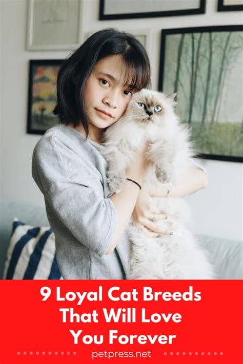 9 Loyal Cat Breeds That Will Love You Forever