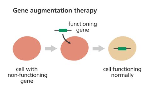 Gene Therapy Shea S Blog