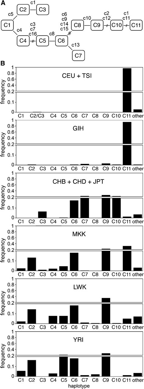 Core Region Haplotypes Defined Using 16 SNPs A Diagram Showing