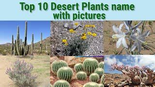 Indian Desert Plants With Names