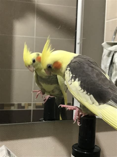 why is cockatiel not moving without vet 3