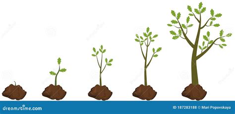 Five Stages of Growing Tree. Stock Vector - Illustration of ecology ...