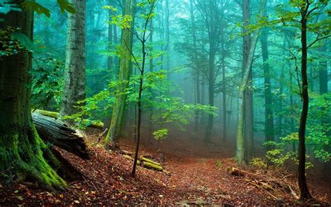 Nature Forest With Tall Trees And Green Moss, Fallen Leaves Red Mist ...