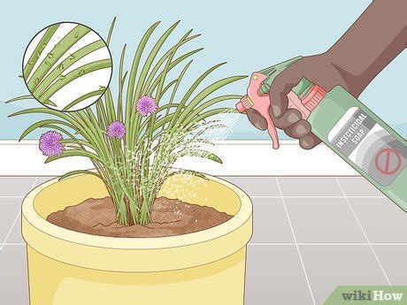 3 Ways to Grow Chives Indoors - wikiHow Life