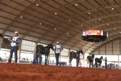 Provas Sociais da Nacional do Mangalarga Marchador estão inscrições