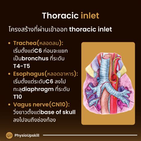 Episode Kinesiology Of Thoracic Spine Anatomy Of The Thoracic