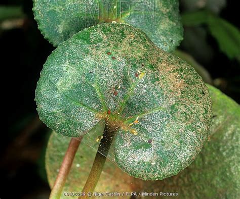 Twospotted Spider Mite Stock Photo Minden Pictures