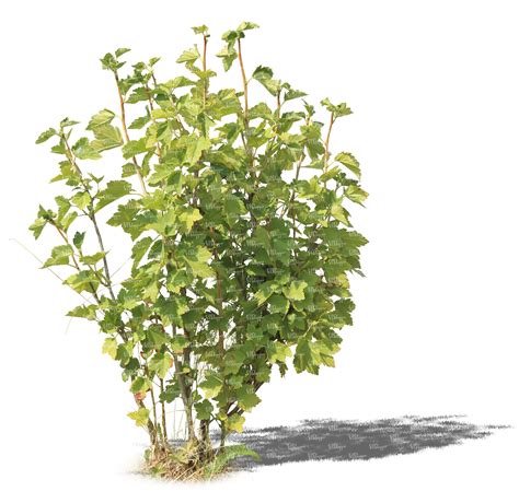 Cut Out Small Regular Bush Vishopper