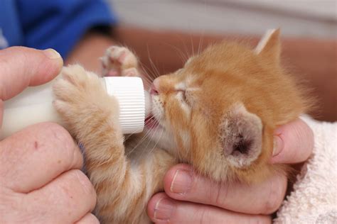 Top 10 Tips For Newborn Kitten Care | Paw Precious