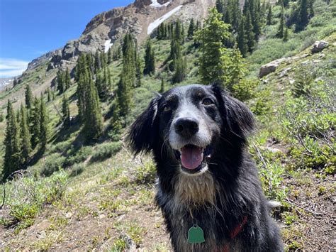 Photos of Lost Lake Trail - Colorado | AllTrails