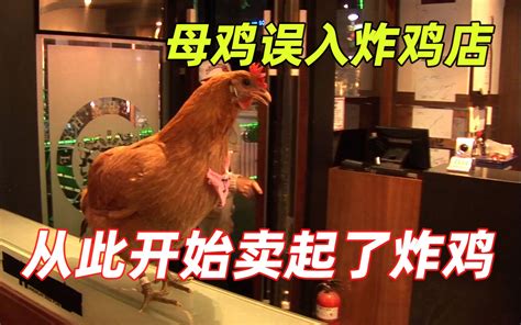 母鸡误闯炸鸡店，不但没有被炸，反而招待起了顾客，从此生意爆火 哔哩哔哩