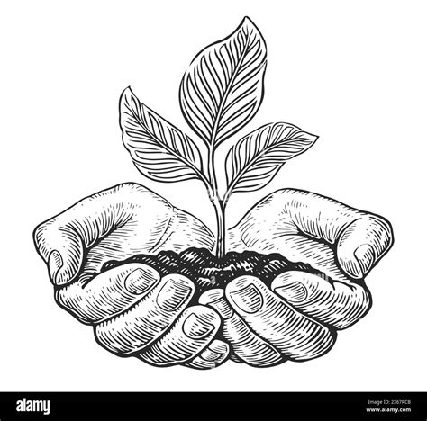 O Senhor Faça Resplandecer O Seu Rosto - Hand holding plant seedling Black and White Stock Photos & Images - Alamy