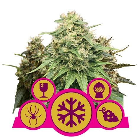 Buy Feminized Mix Feminized Seeds By Royal Queen Seeds In America