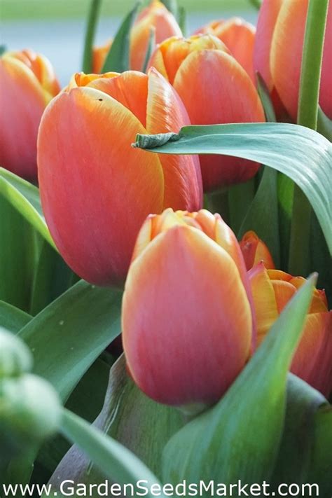 Tulipan Brown Sugar Pakke Med Stk Tulipa Brown Sugar Garden