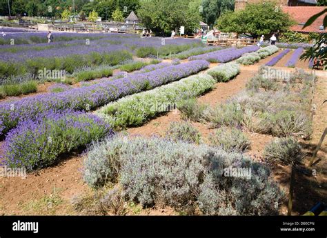 Norfolk lavender Heacham, Norfolk, England Stock Photo - Alamy