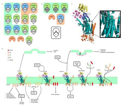 A 14 Human P4 Atpases Are Shown Each Corresponding To A Different