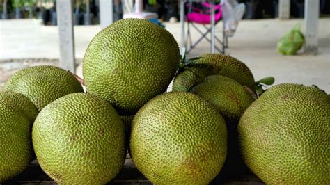 Fruta De Pan Características Y Propiedades Del Vijahoó O Yaca