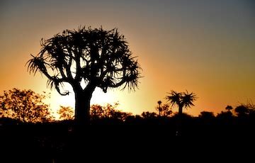 Namaqua National Park | Namaqualand | Northern Cape