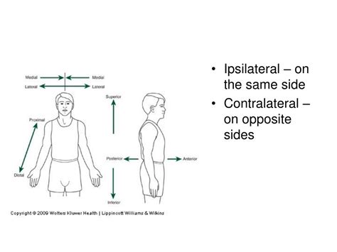 Ppt Directional And Anatomical Location Terminology Powerpoint