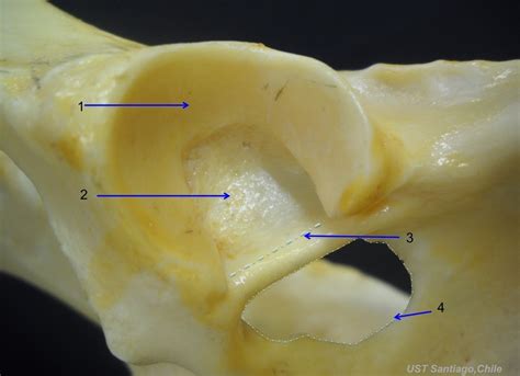 Pelvic Limb Osteology Diagram Quizlet