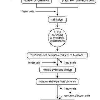 Monoclonal Antibody Process Flow Diagram