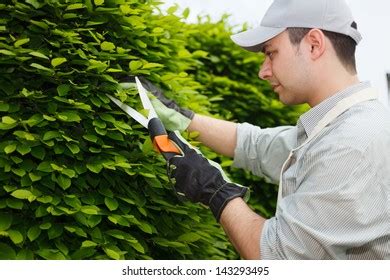 Professional Gardener Pruning Hedge Stock Photo 143293495 | Shutterstock