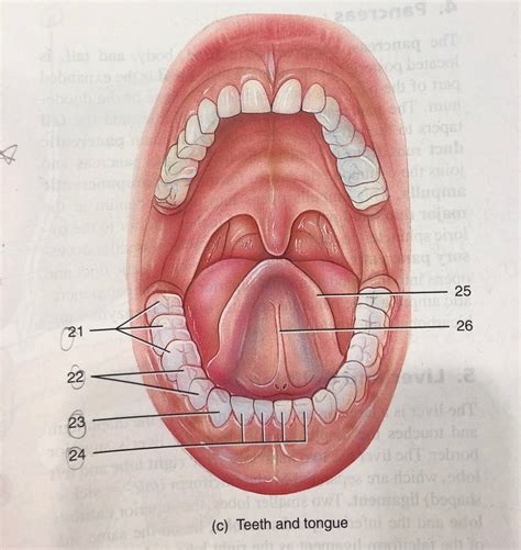 34.9c: The salivary glands, tongue, and teeth Diagram | Quizlet