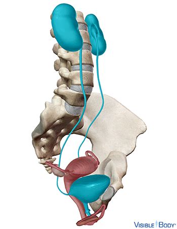 Female Urinary Anatomy Diagram