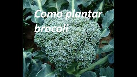 Como Plantar Brocoli Orgánicamente Youtube