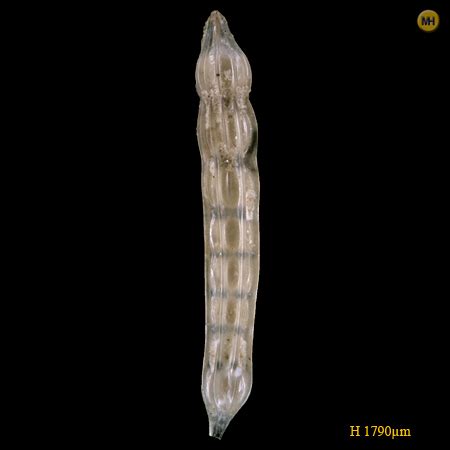 Nodosaria Bacilla Minor Kobrow Germany Chattian Oligocene Paleogene