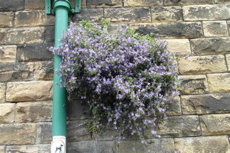 9 Plants That Grow On Walls In Cracks And Crevices HubPages