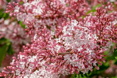 Dwarf Lilac Varieties