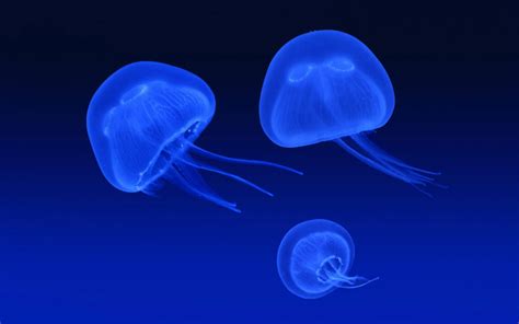 Floating Jellyfish Wallpapers | HD Wallpapers | ID #4860