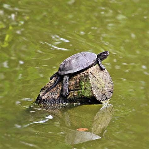 Premium Photo Turtle Relaxing On Wood In Lake