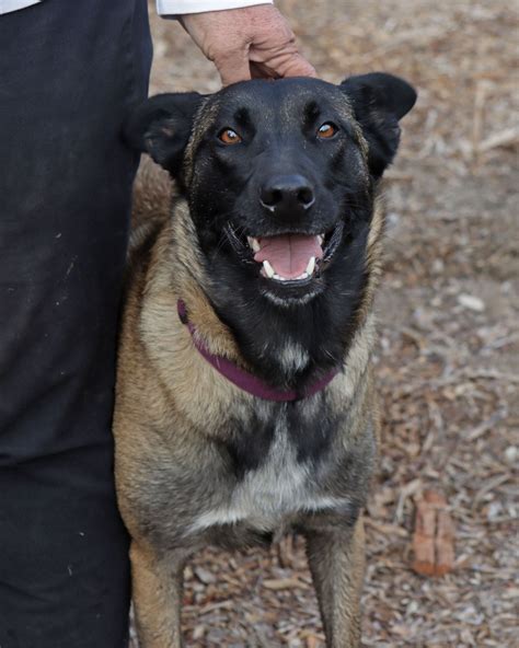 Humane Society of Ventura County - We are thrilled to share that Sia