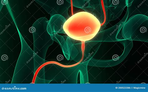 Urinewegstelsel Nieren Met Een Stoornis Anatomie Stock Illustratie