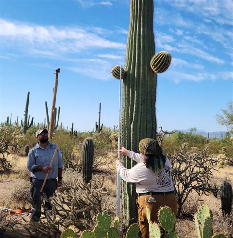 Saguaros and The Sonoran Desert - Environment for the Americas