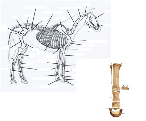 Horse Anatomy Diagram Quizlet