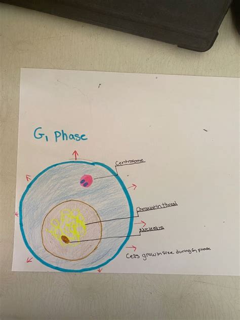 The G1 Phase | Cell division, G1 phase, Cell cycle