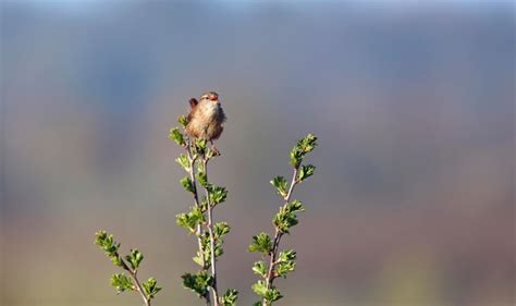 Wren Cantando Desde Lo Alto De Un Arbusto Foto Premium